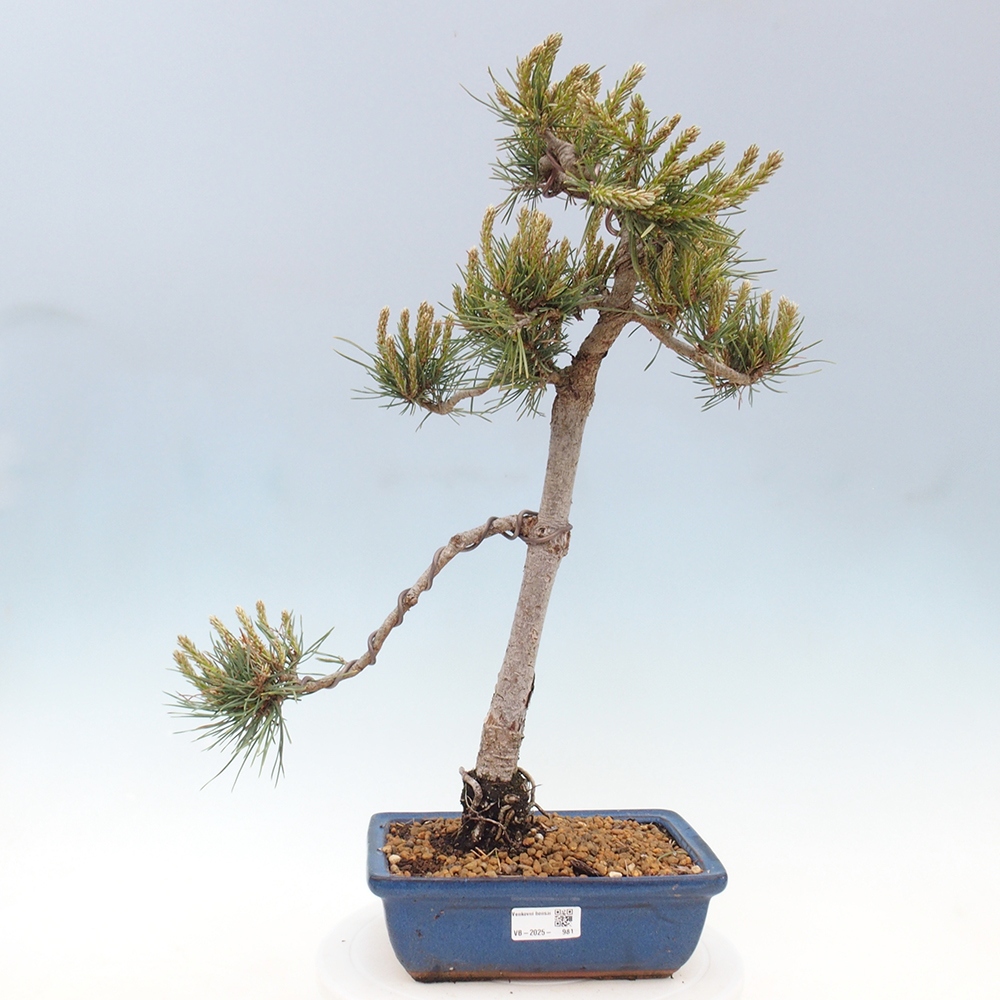 Bonsai voor buiten - Pinus Sylvestris Watererri - grove den