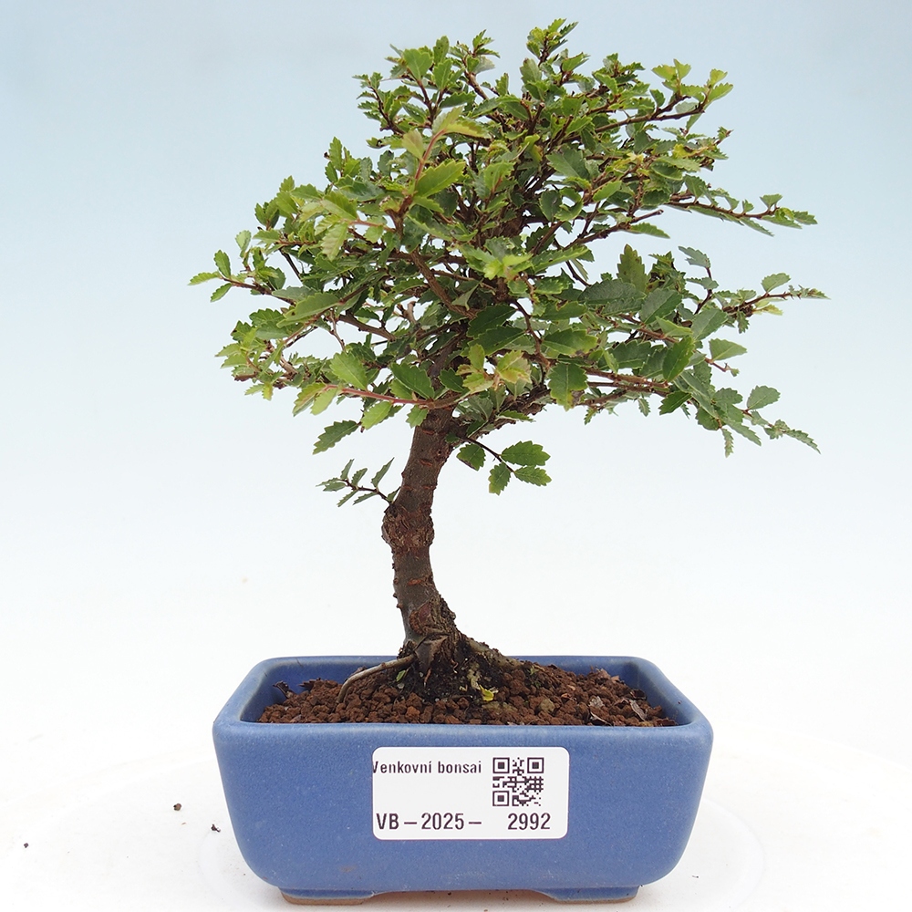 Bonsai voor buiten - Ulmus parvifolia Sagei - Kleinbladige iep