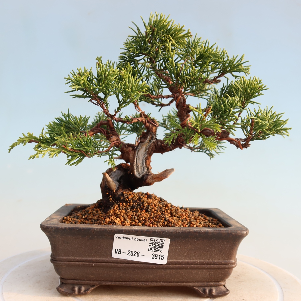 Bonsai voor buiten - Juniperus chinensis Itoigawa