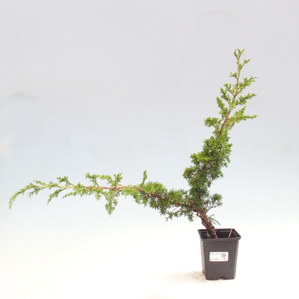 Bonsai voor buiten - Juniperus chinensis Itoigawa