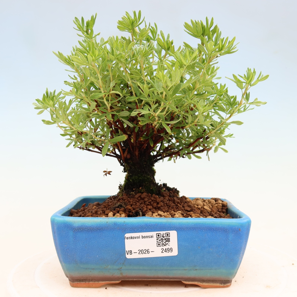 Bonsai voor buiten - Potentila fruticosa