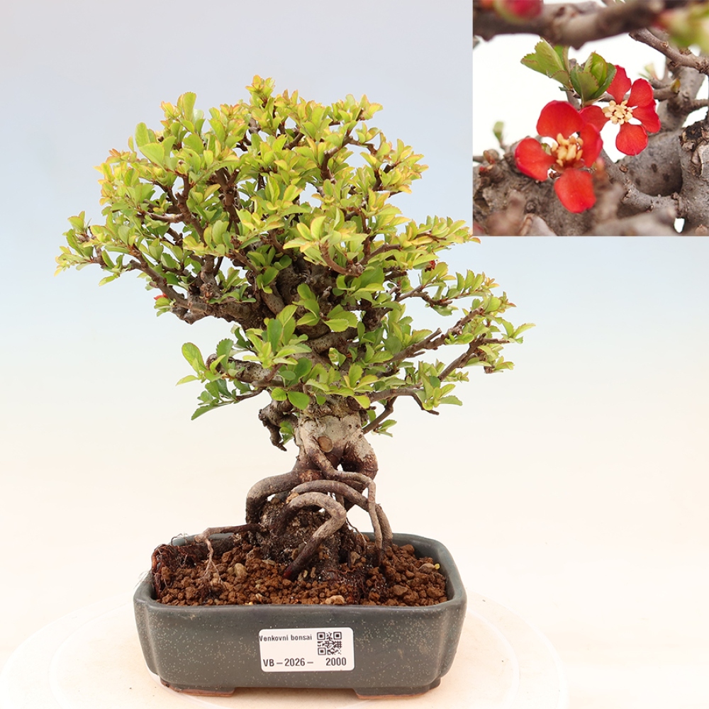 Bonsai voor buiten - Chaneomeles speciosa Chojubai
