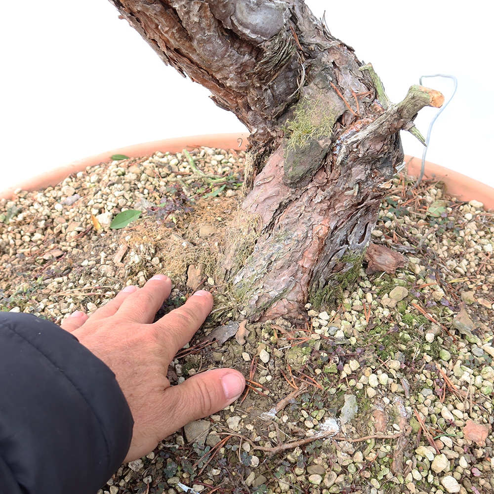Pinus sylvestris Spanje - grove den