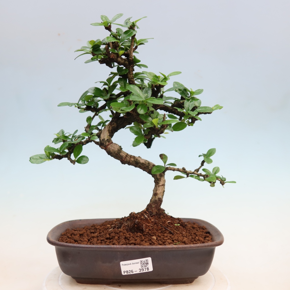 Kamerbonsai - Carmona macrophylla - Thee fuki