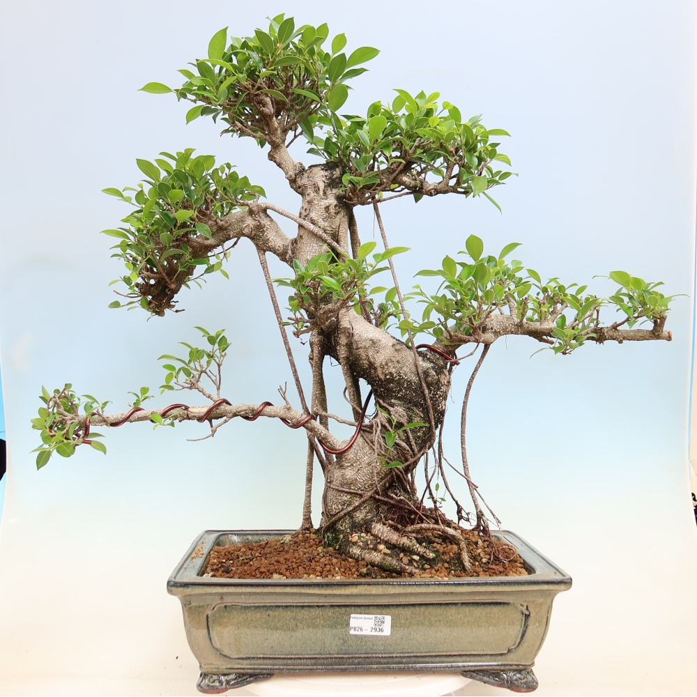 Kamerbonsai - Ficus kimmen - kleinbladige ficus