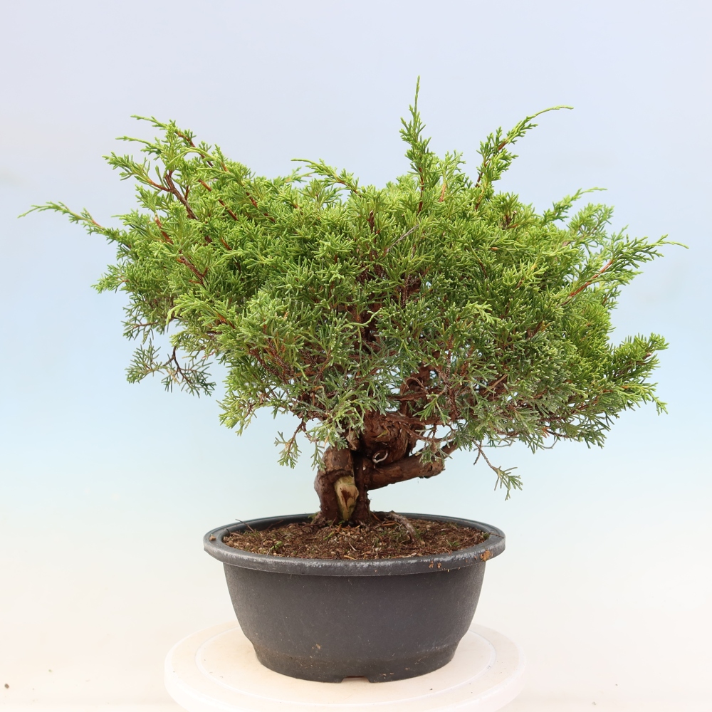 Bonsai voor buiten - Juniperus chinensis Itoigawa-Juniperus chinensis