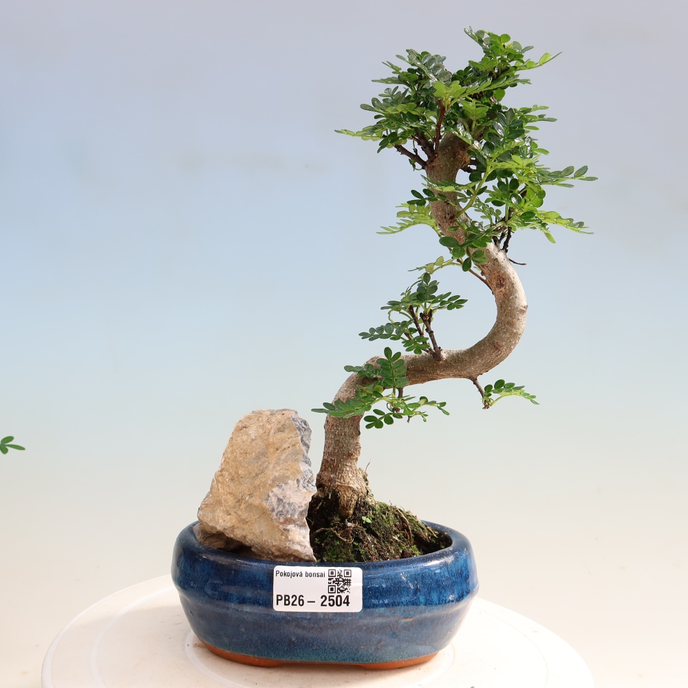 Kamerbonsai - Zantoxylum piperitum - peperboom