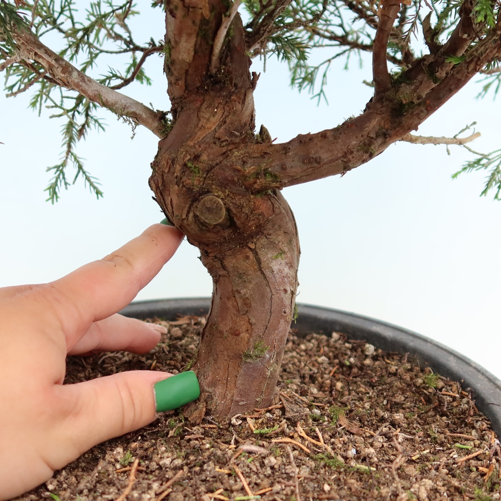 Bonsai voor buiten - Juniperus chinensis Itoigawa-Juniperus chinensis