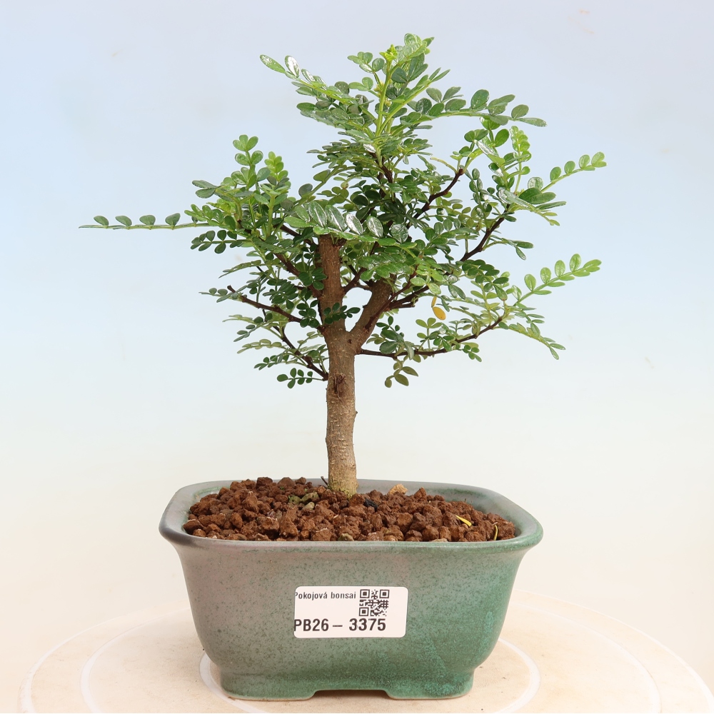 Kamerbonsai - Zantoxylum piperitum - peperboom
