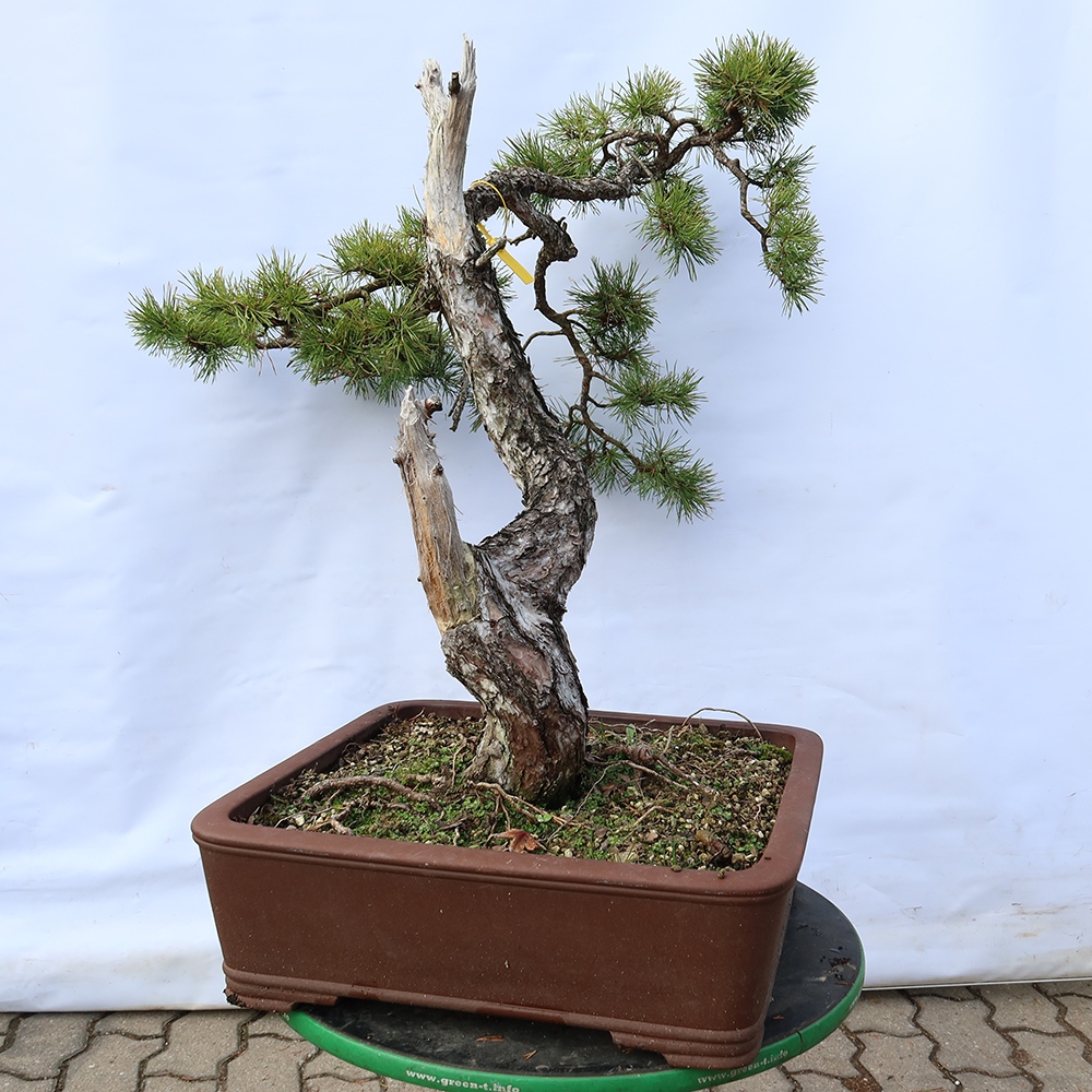 Pinus sylvestris Spanje - grove den