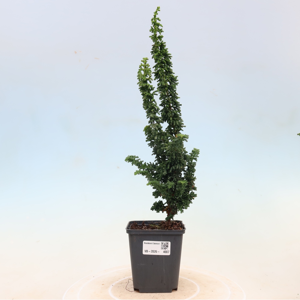 Bonsai voor buiten - Cham. obtusa SEKKA HINOKI - Cipres
