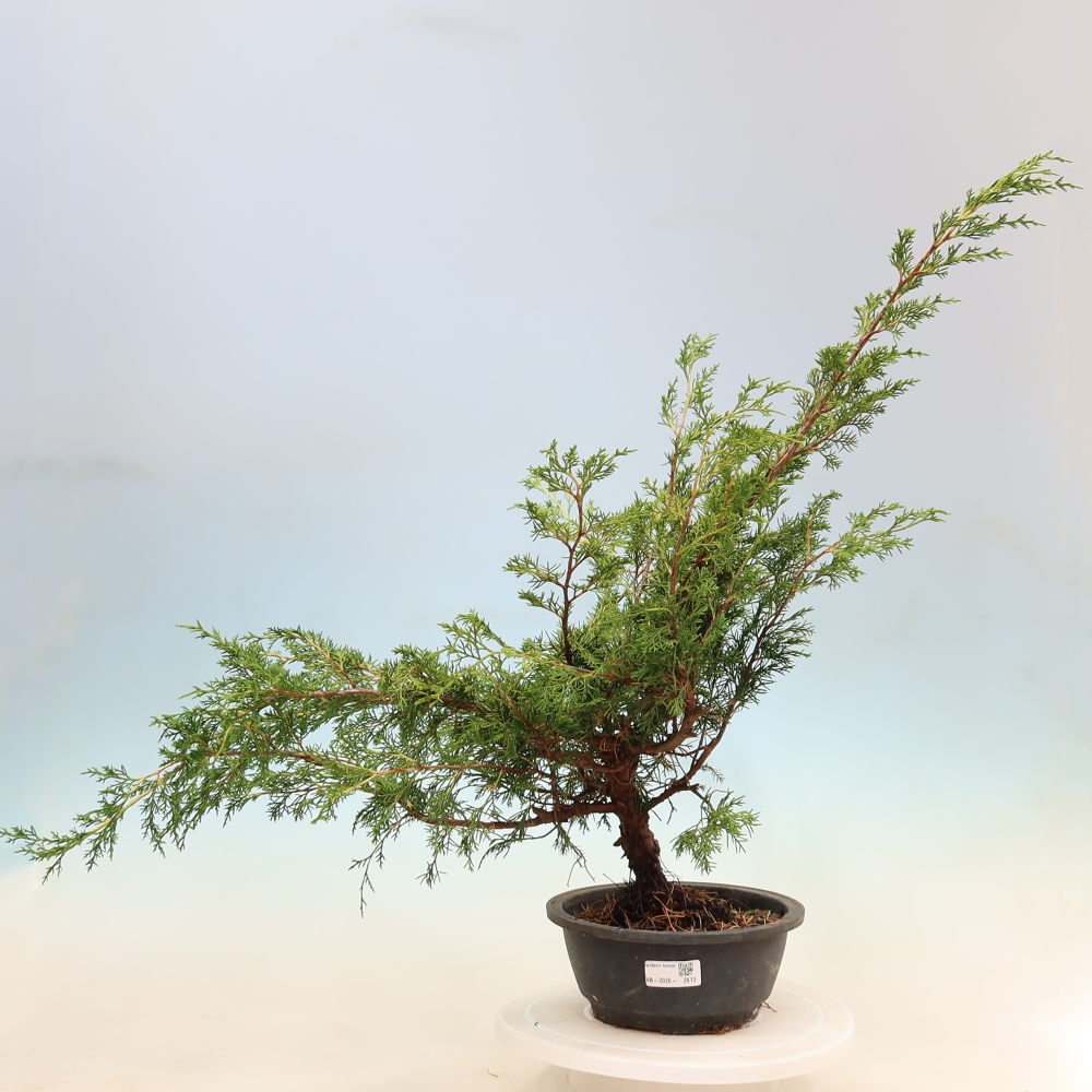 Bonsai voor buiten - Juniperus chinensis Itoigawa
