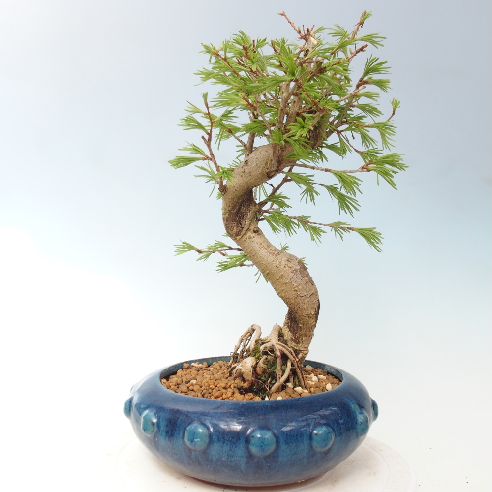 Bonsai voor buiten -Pseudolarix amabis-Pseudolarix amabis