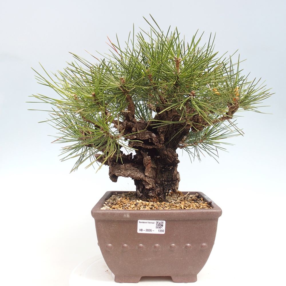 Bonsai voor buiten - Pinus thunbergii - Thunberg den