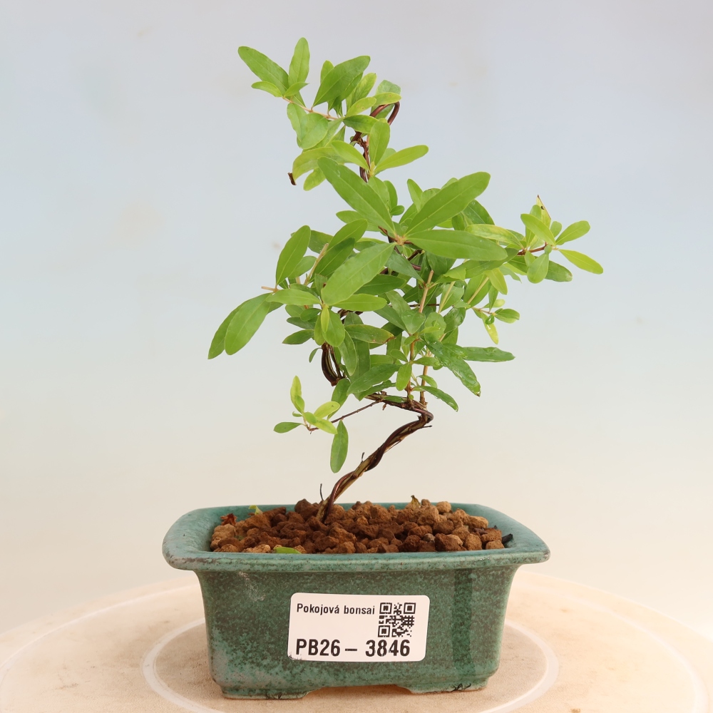 Kamerbonsai-PUNICA granatum nana-Granaatappel