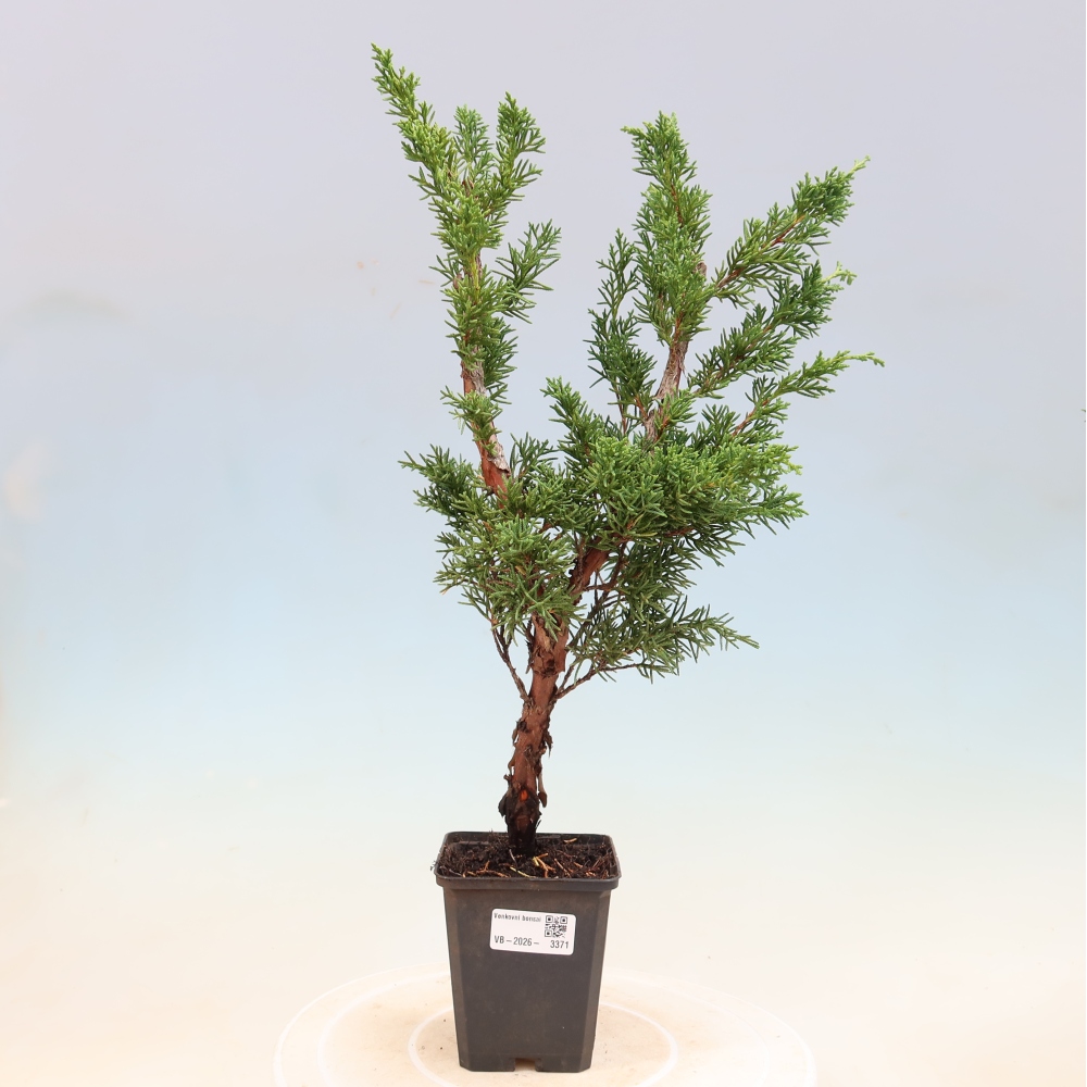 Bonsai voor buiten - Juniperus chinensis Kishu