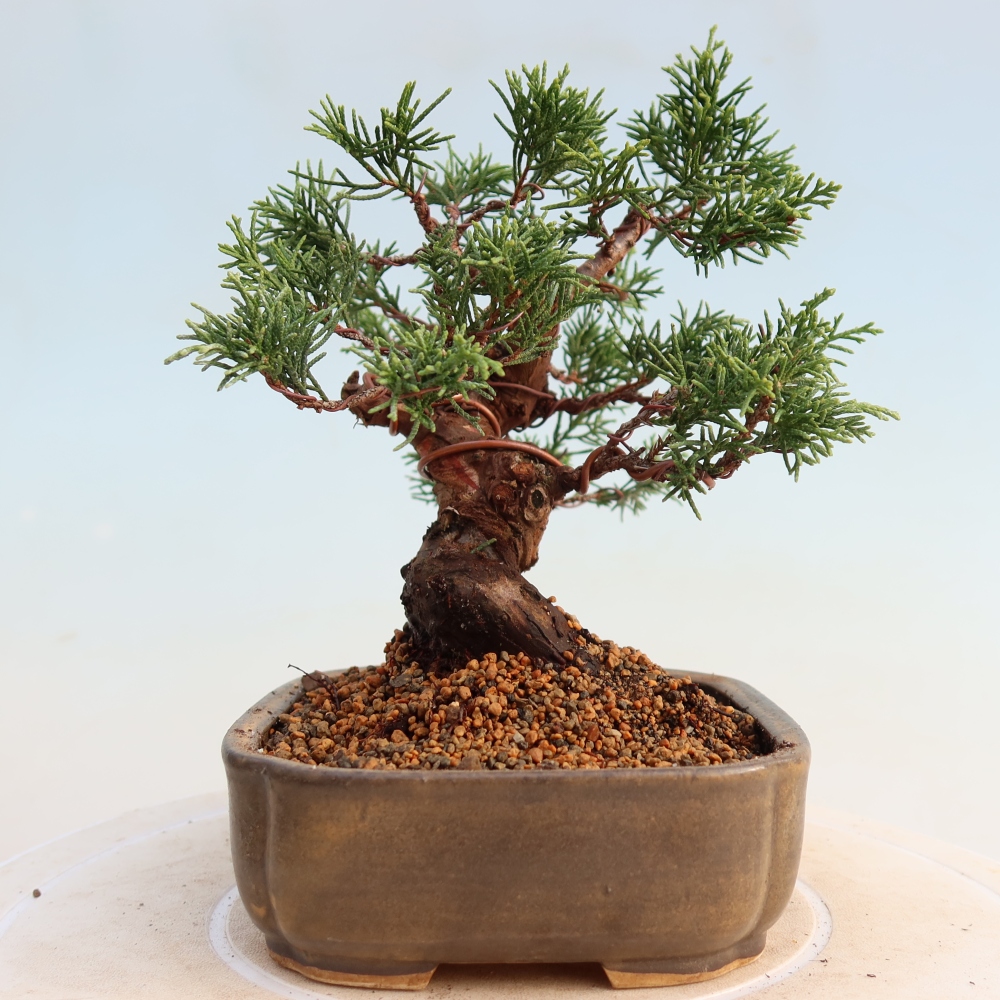 Bonsai voor buiten - Juniperus chinensis Itoigawa