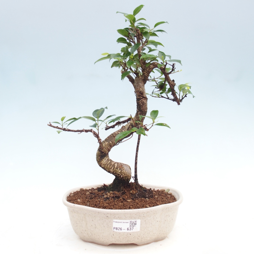 Kamerbonsai - Ficus kimmen - kleinbladige ficus