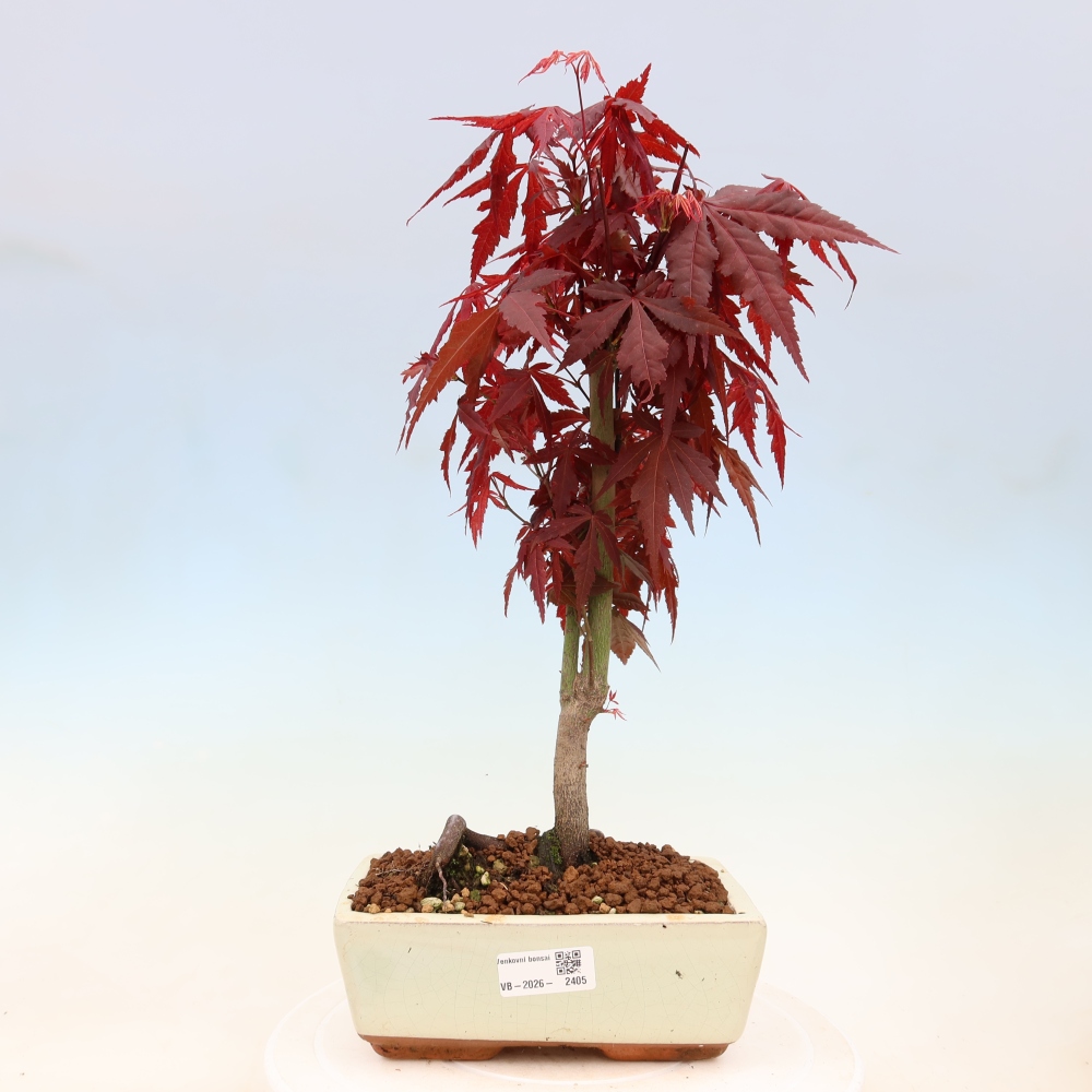 Bonsai voor buiten - Acer palm. Atropurpureum-Javorpalm