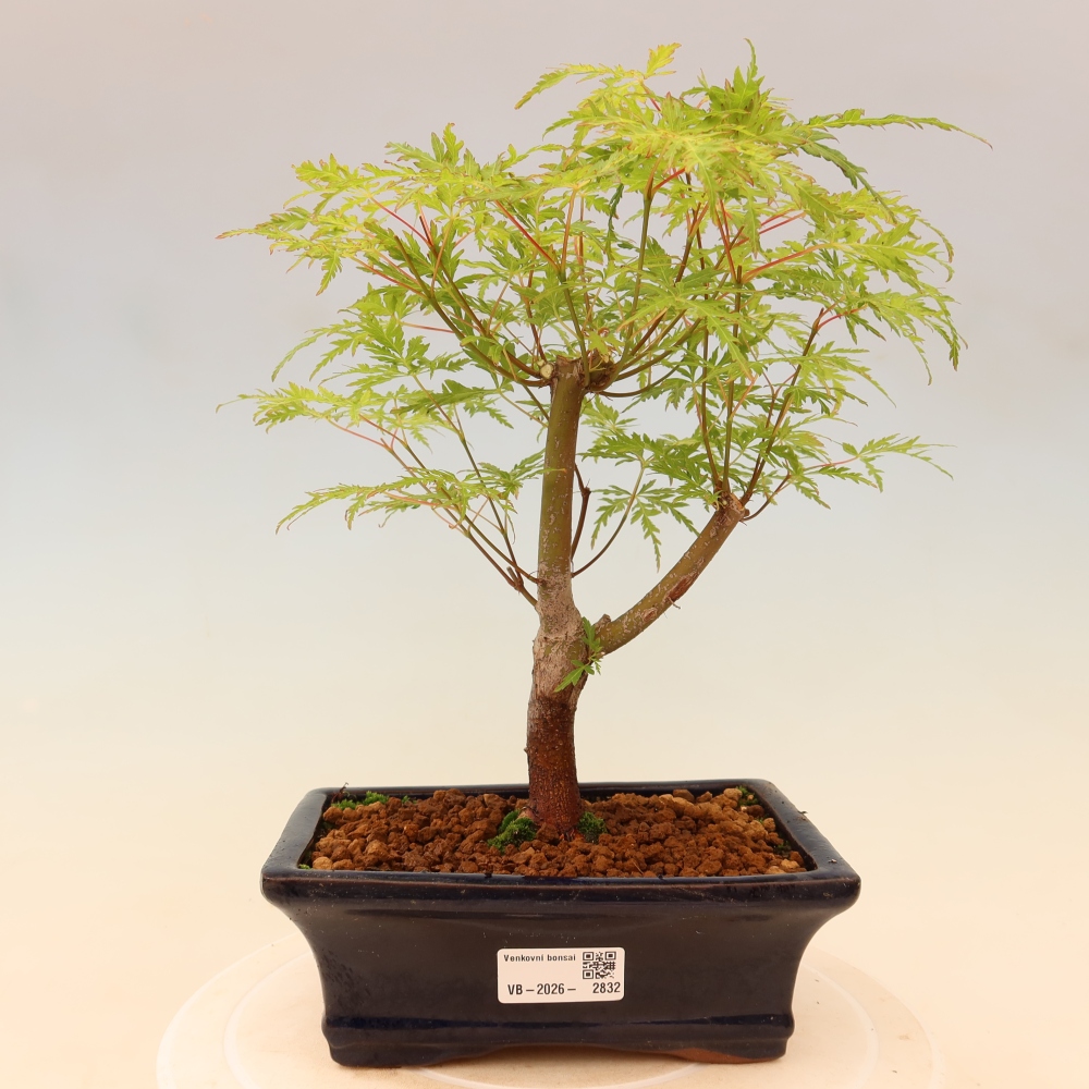 Bonsai voor buiten - Acer palmatum Dissectum
