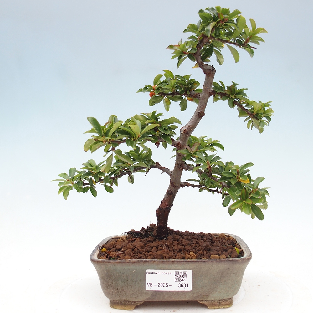 Bonsai-Pyracantha Teton voor buiten -Hlox