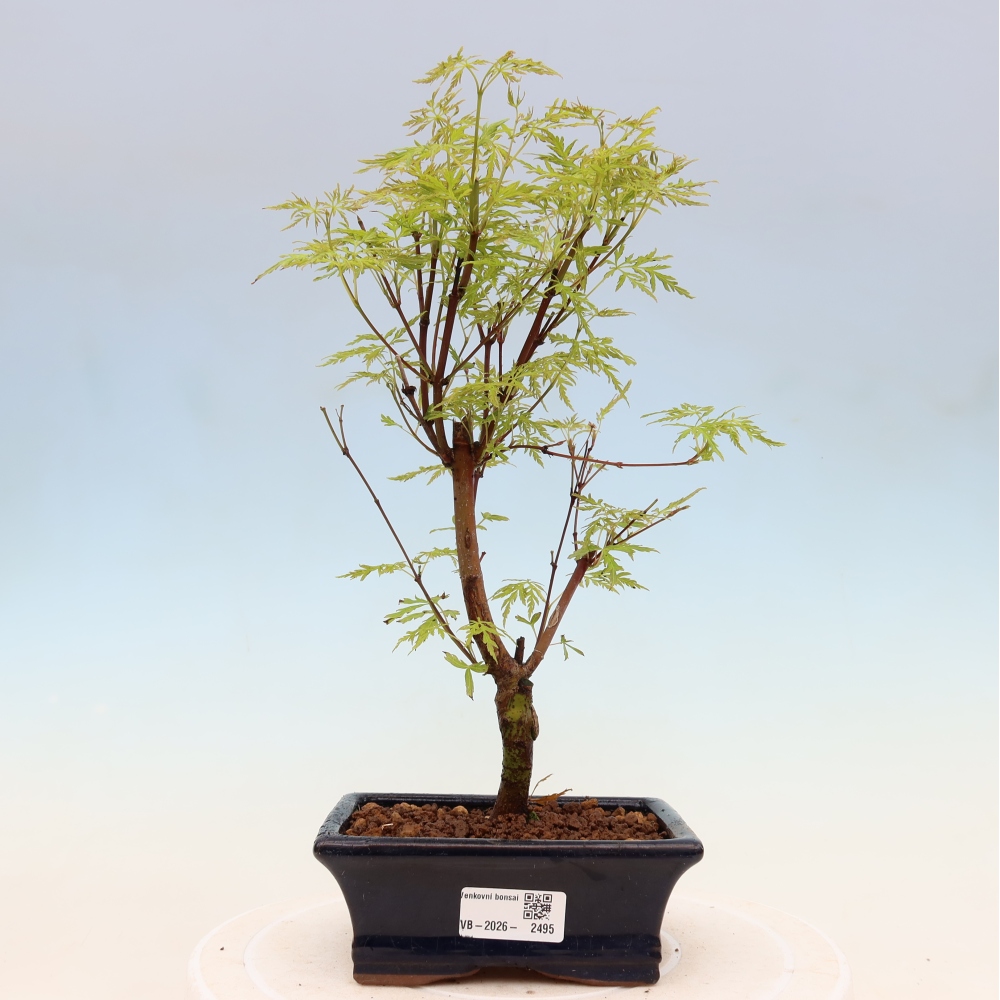 Bonsai voor buiten - Acer palmatum Dissectum