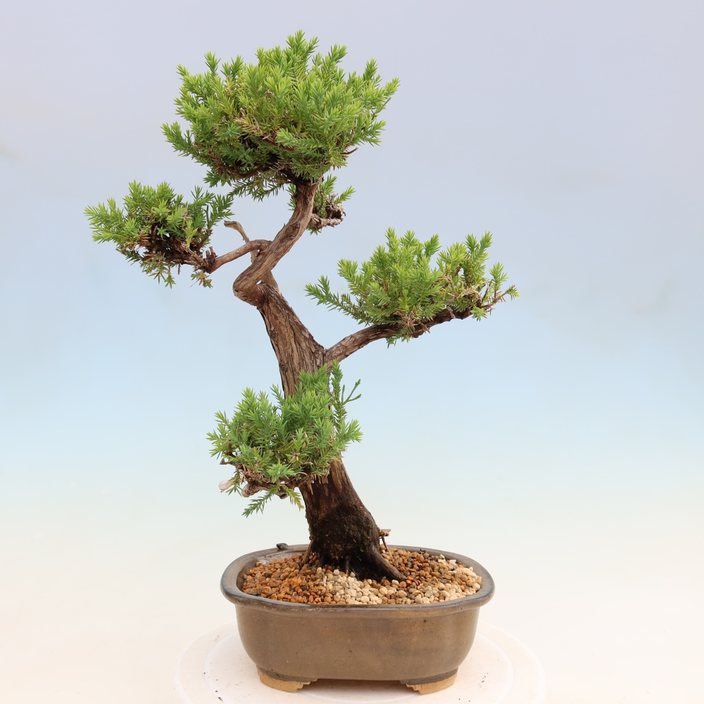 Bonsai voor buiten - Juniperus squamata – Schilferjeneverbes