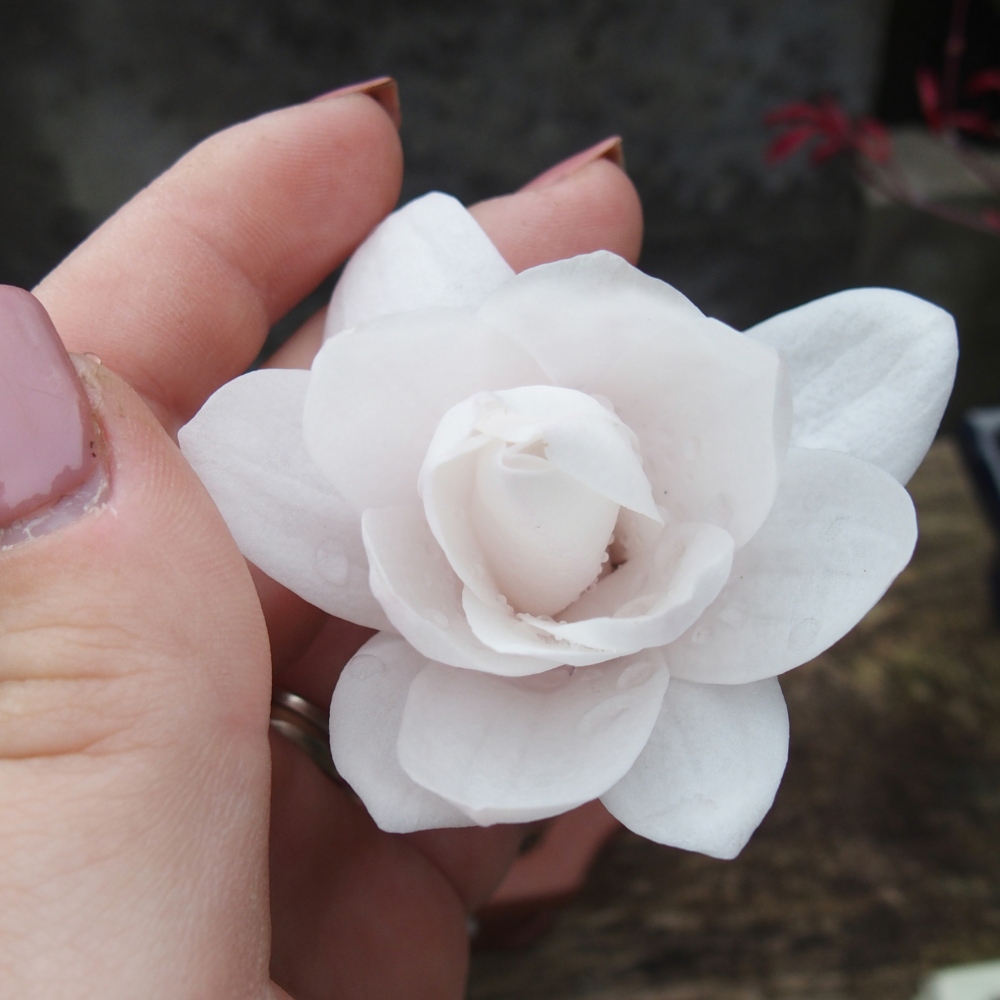 Bonsai voor buiten - Magnolia stellata