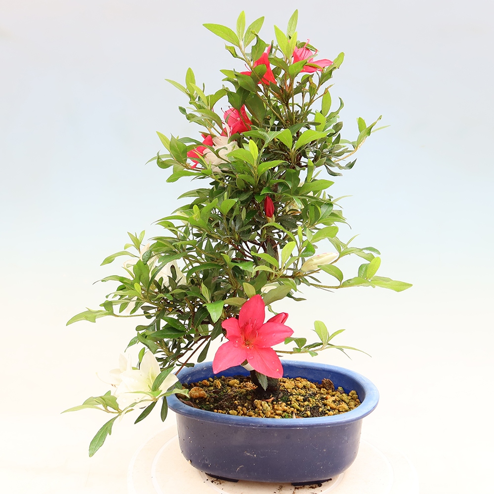 Bonsai voor buiten - Japanse azalea - Azalea CHIHIRO