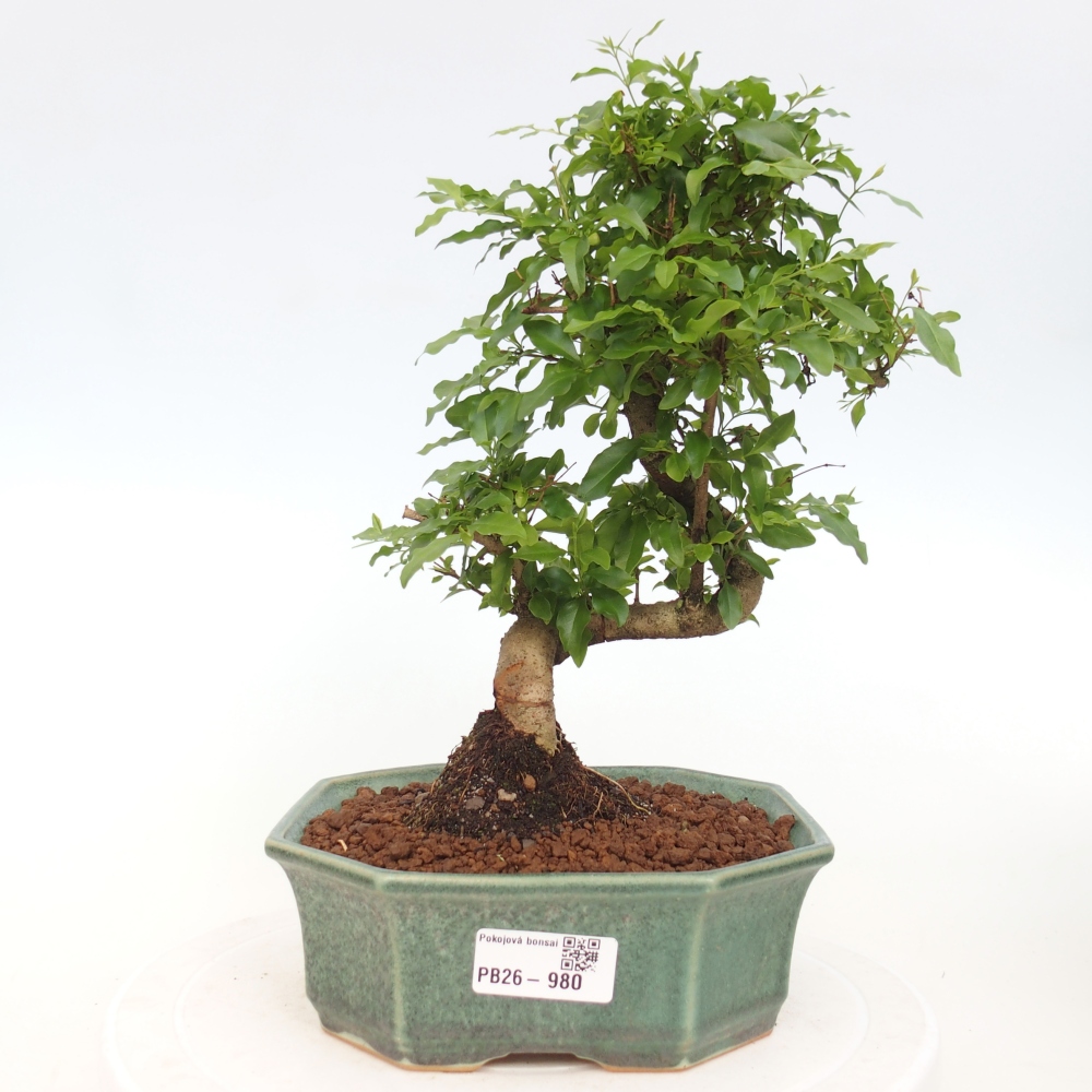 Kamerbonsai -Ligustrum chinensis - Vogelsnavel