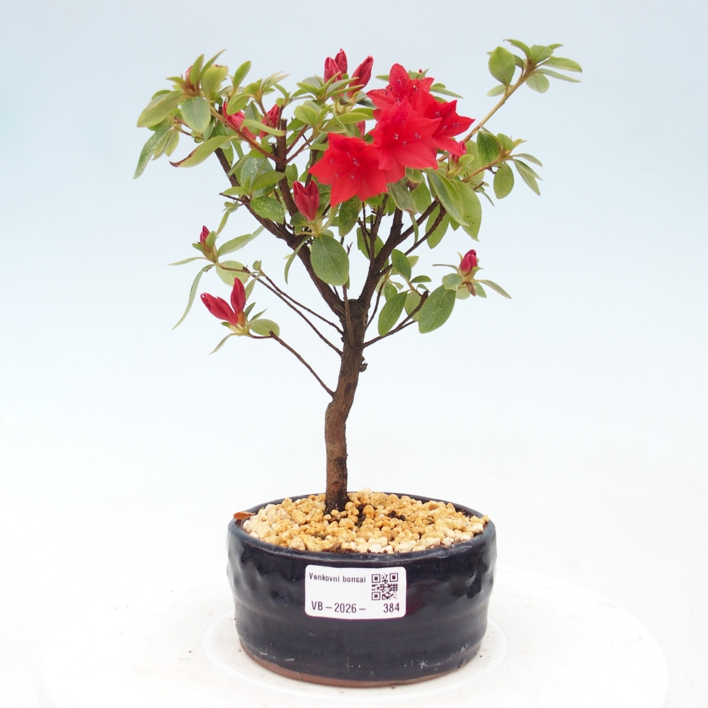 Bonsai voor buiten - Japanse azalea - Azalea sp.