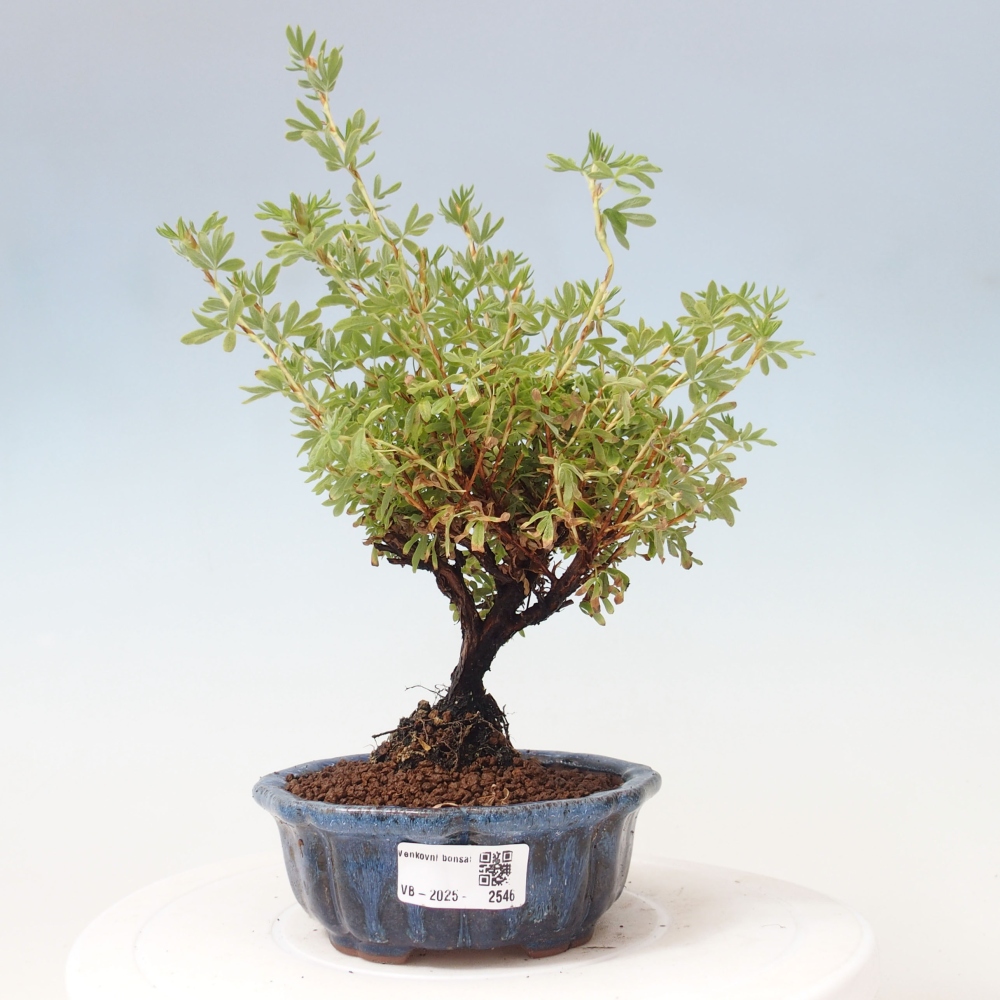 Bonsai voor buiten - Potentila fruticosa gele vogel