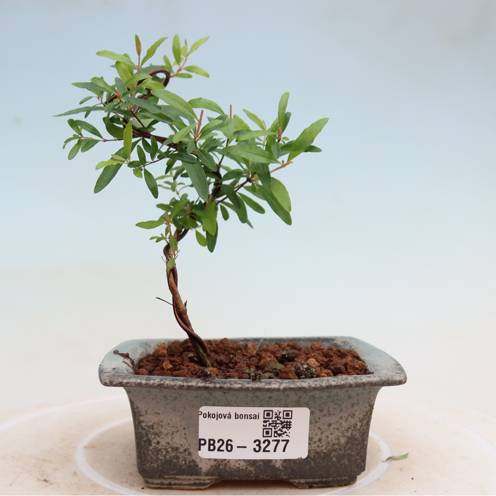 Kamerbonsai-PUNICA granatum nana-Granaatappel