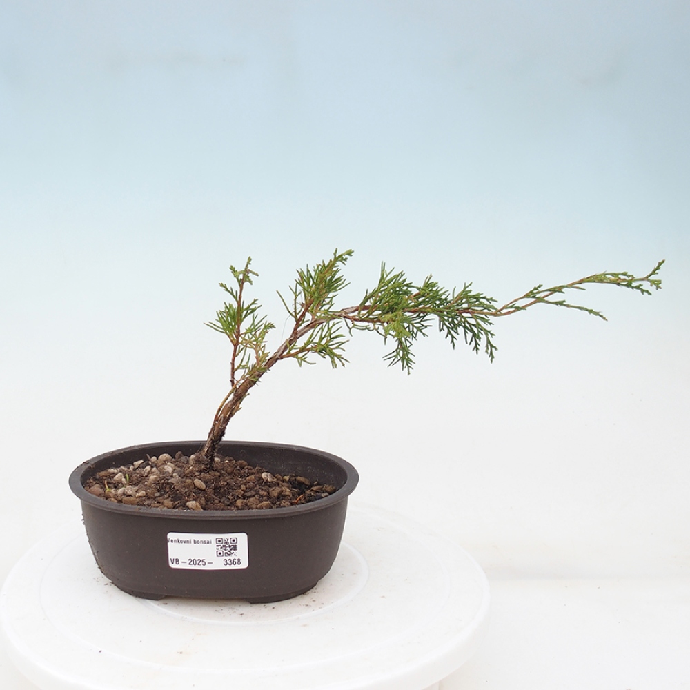 Bonsai voor buiten - Juniperus chinensis Itoigawa