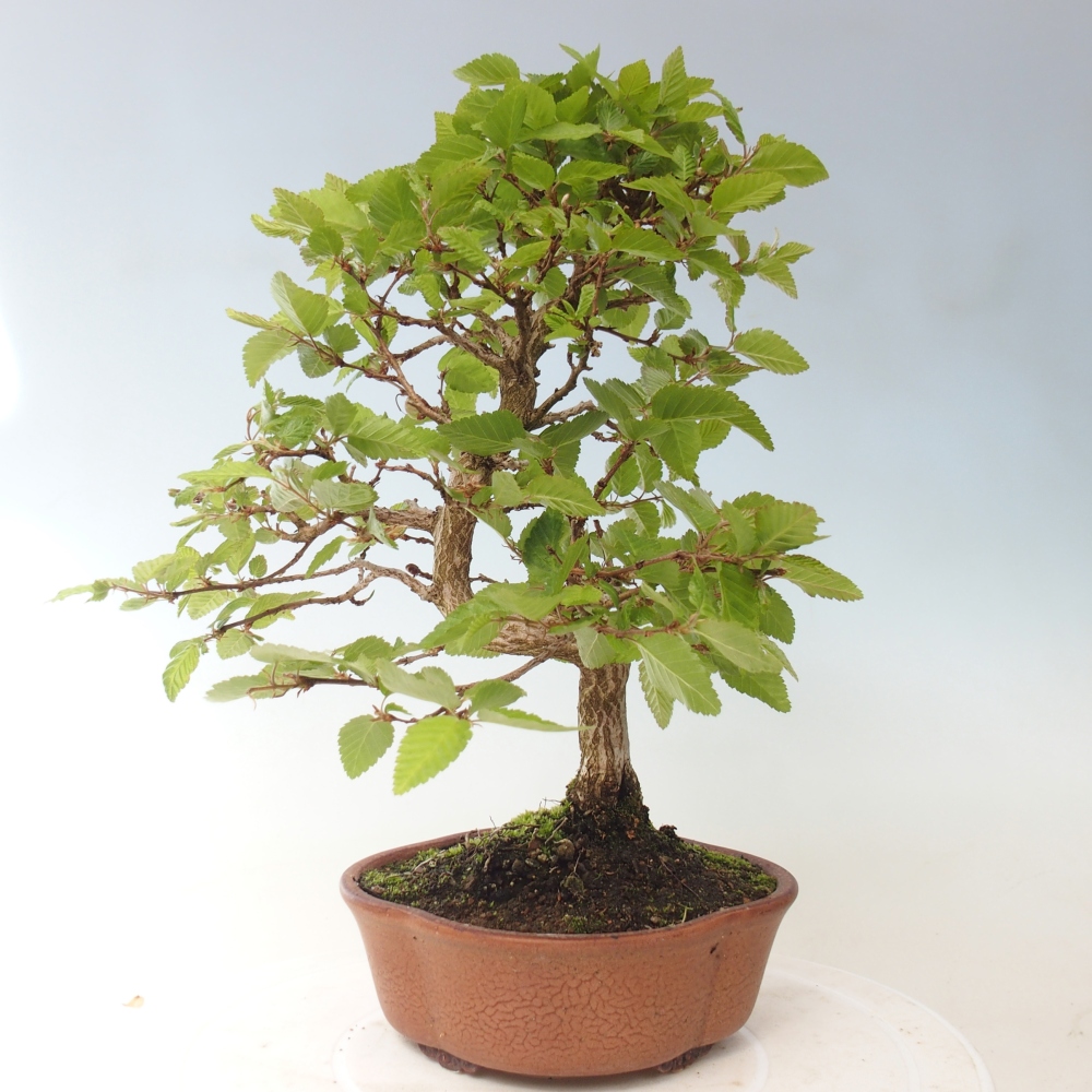 Bonsai voor buiten -Carpinus CARPINOIDES - Koreaanse haagbeuk