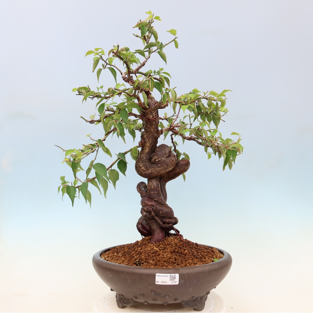 Bonsai voor buiten – Japanse abrikoos – Prunus Mume