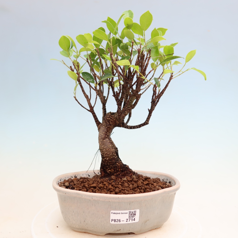 Kamerbonsai - Ficus kimmen - kleinbladige ficus