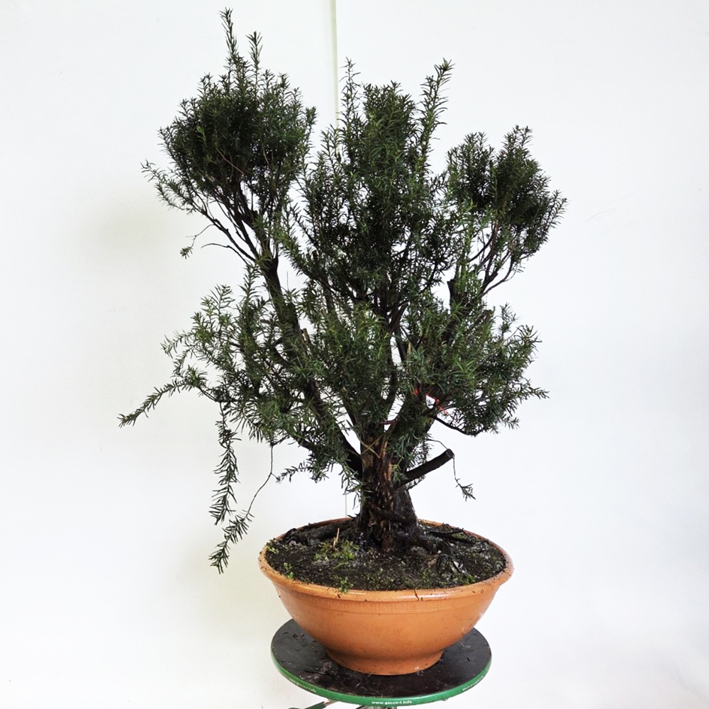 Bonsai Rode Taxus voor buiten - Taxus bacata