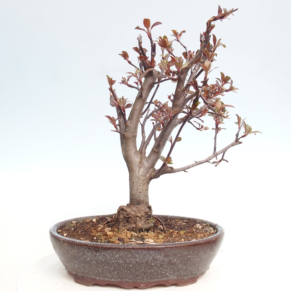 Bonsai voor buiten -Malus domestica - Roodbladige appelboom met kleine vruchten