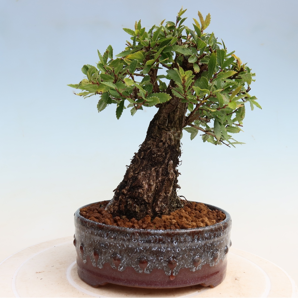 Bonsai voor buiten - Zelkova - Zelkova NIRE