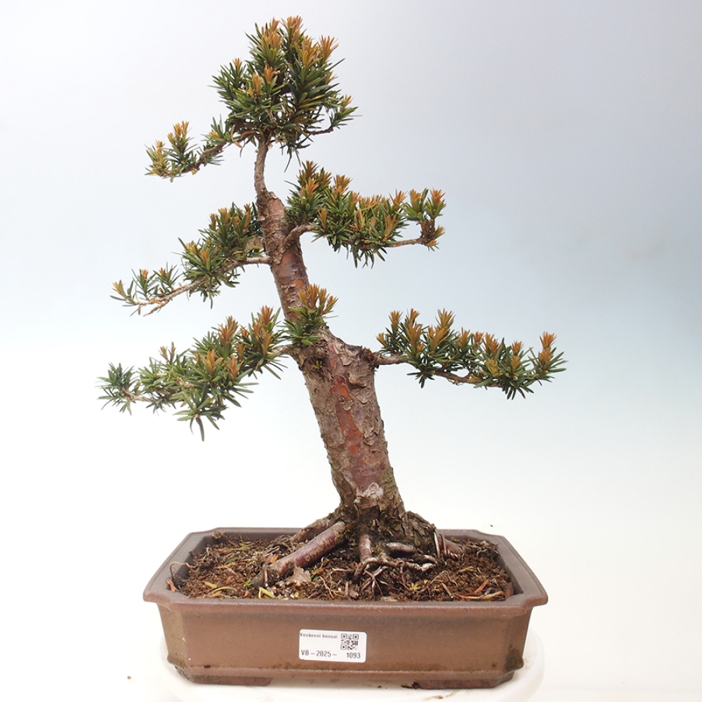 Bonsai voor buiten - Taxus cuspidata - Japanse Taxus