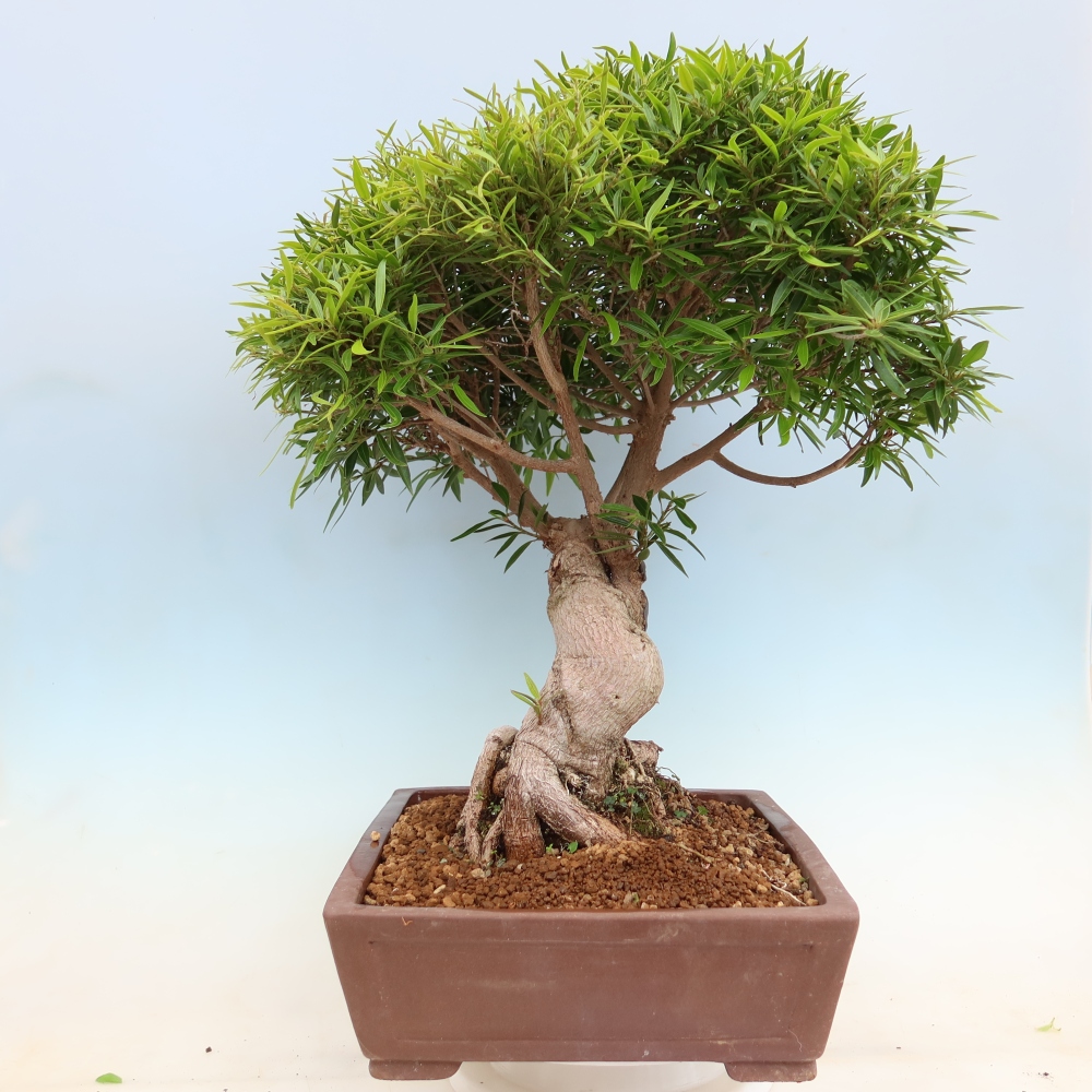 Kamerbonsai - Ficus nerifolia - kleinbladige ficus