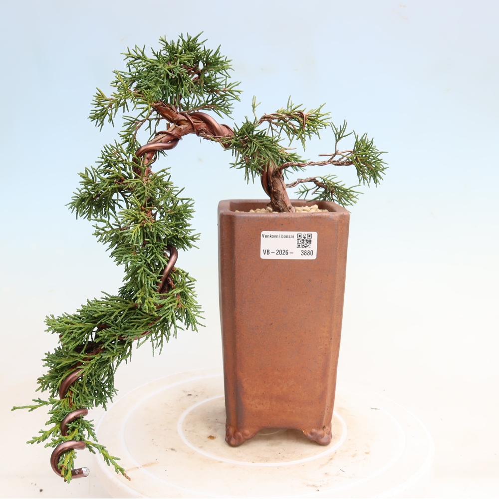 Bonsai voor buiten - Juniperus chinensis Kishu