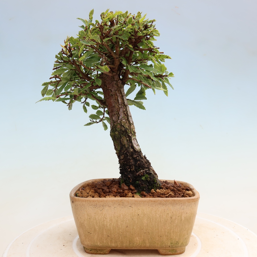 Bonsai voor buiten - Zelkova - Zelkova NIRE