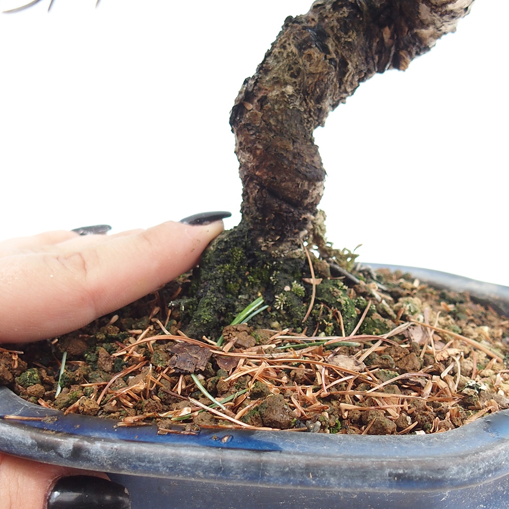 Bonsai voor buiten - Pinus parviflora - Pinus parviflora