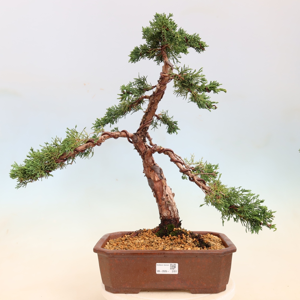 Bonsai voor buiten - Juniperus chinensis Kishu