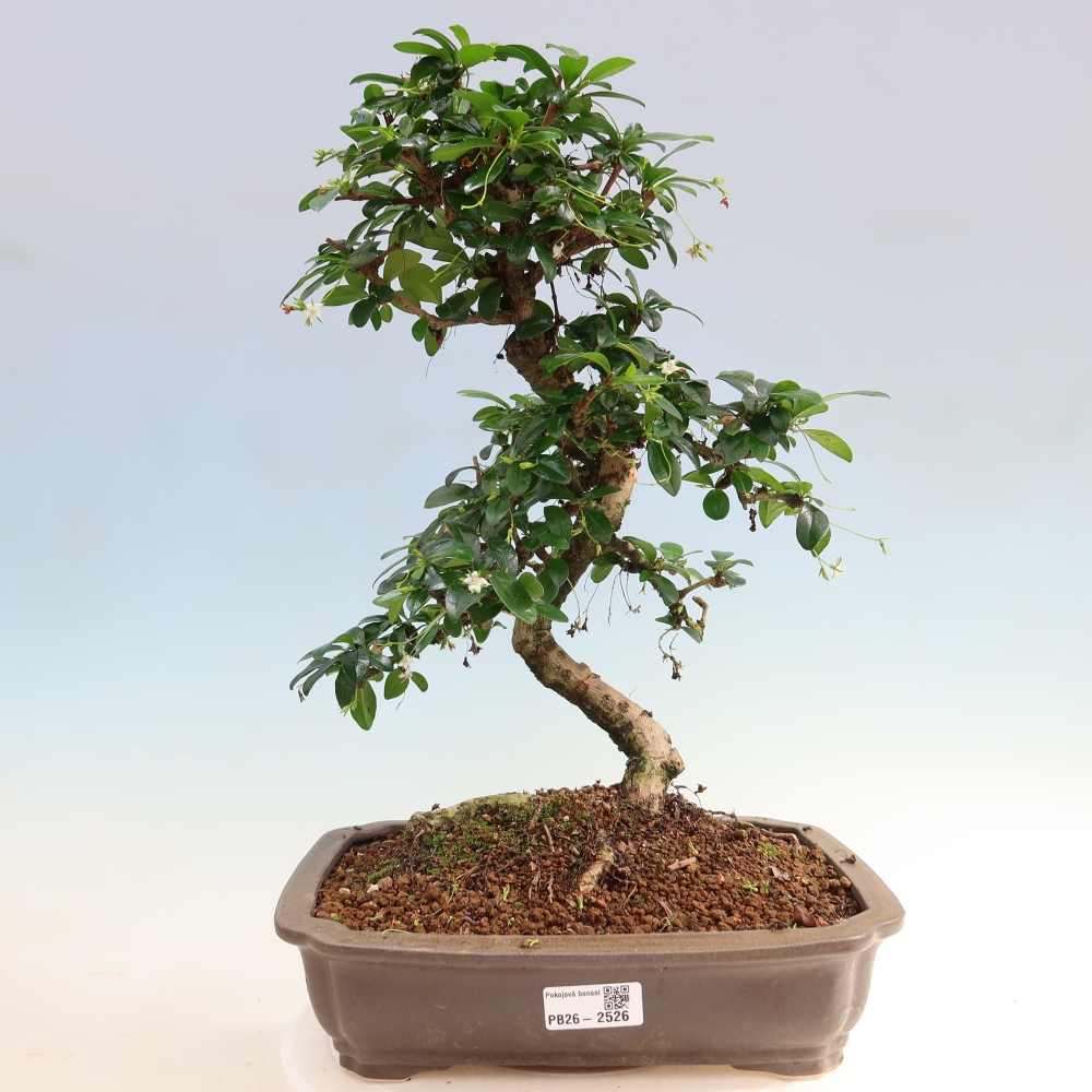 Kamerbonsai - Carmona macrophylla - Thee fuki