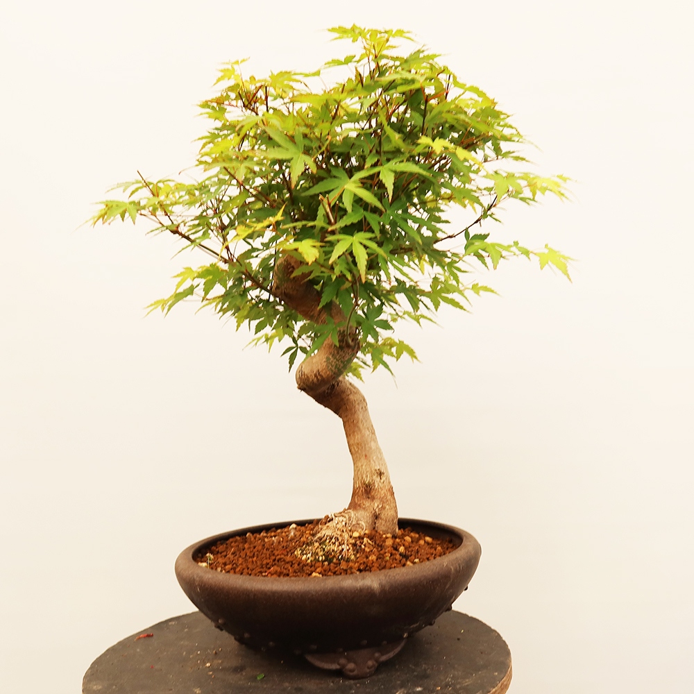 Bonsai voor buiten - Esdoorn palmatum - Palmen