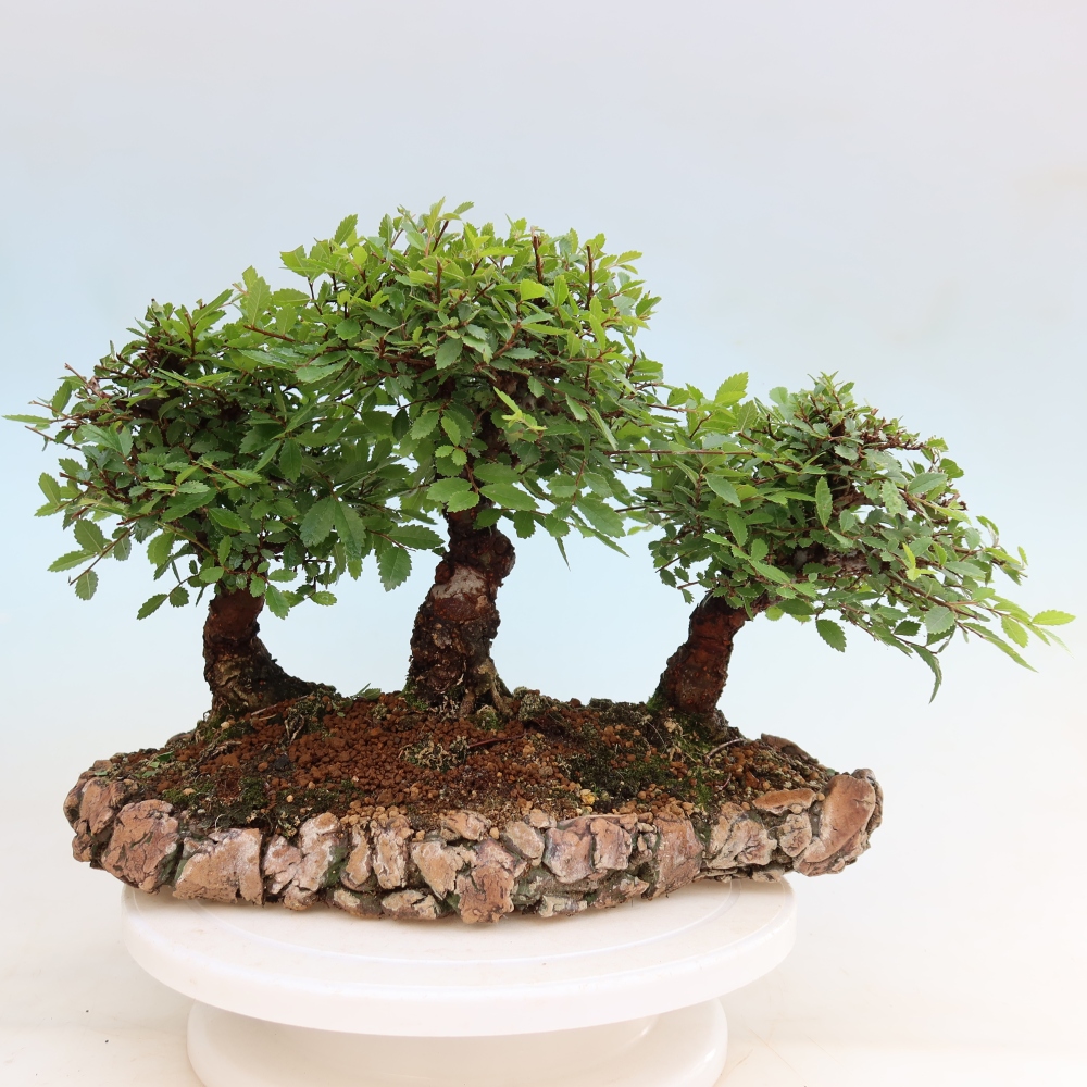 Buitenbonsai - Zelkova - Zelkova NIRE - bosje