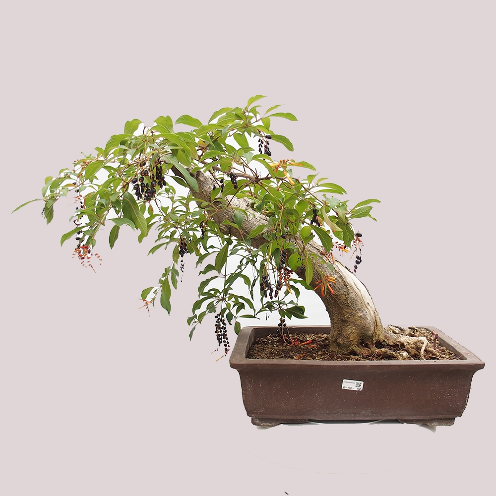 Kamerbonsai - Hamelia octrooi